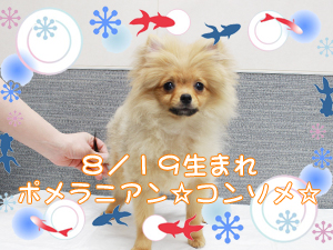 この夏で１歳になりました☆～８月～